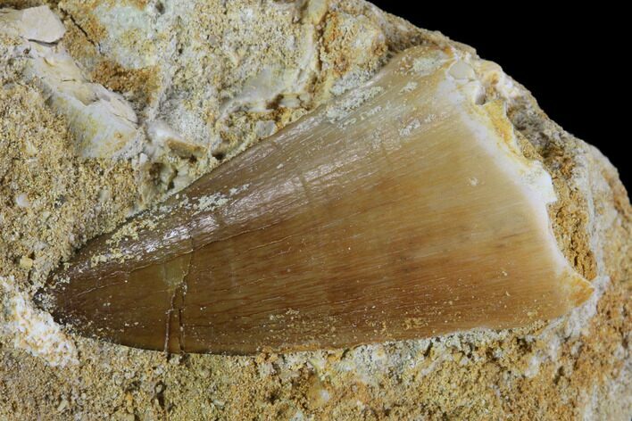 Mosasaur (Prognathodon) Tooth In Rock #96159